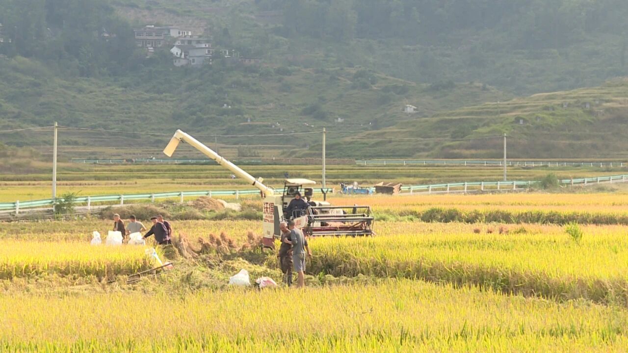 機械收割機穿梭稻田間忙著采收稻谷。