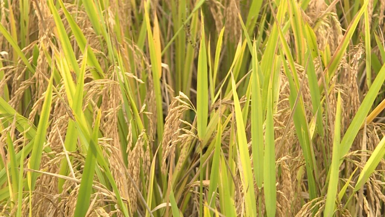 稻谷豐收。