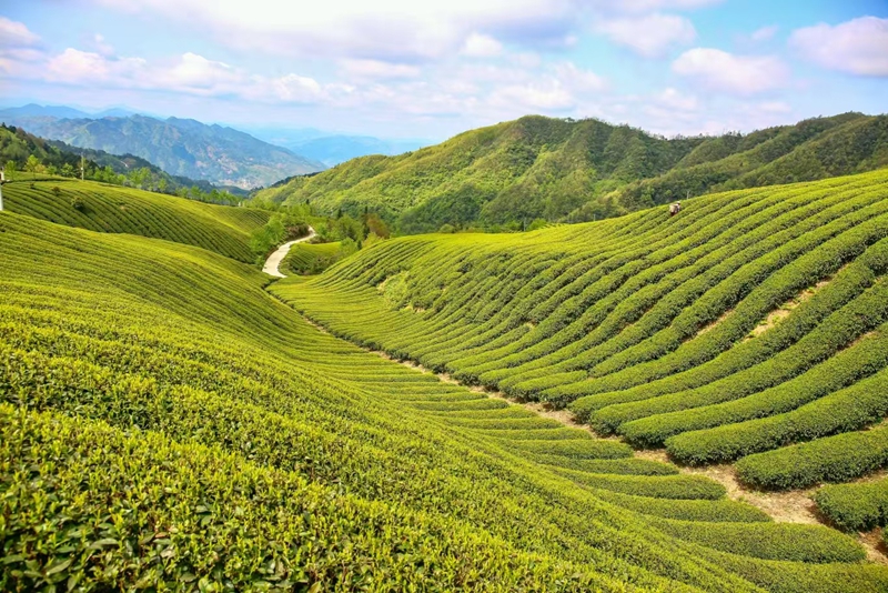 1、茶園。.jpg