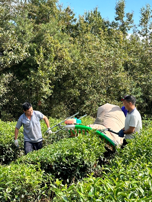 2、工人們用采茶機(jī)正在采茶。.jpg