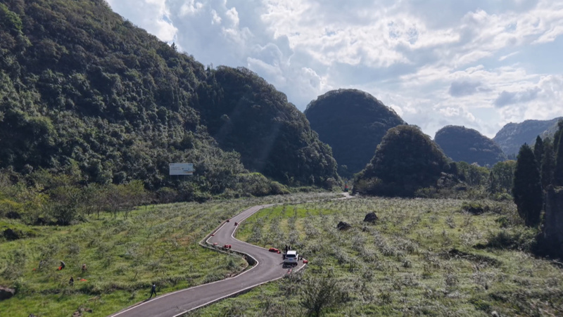 “黃金果”掛枝頭 金刺梨迎豐收。