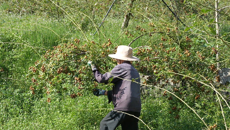 “黃金果”掛枝頭 金刺梨迎豐收。