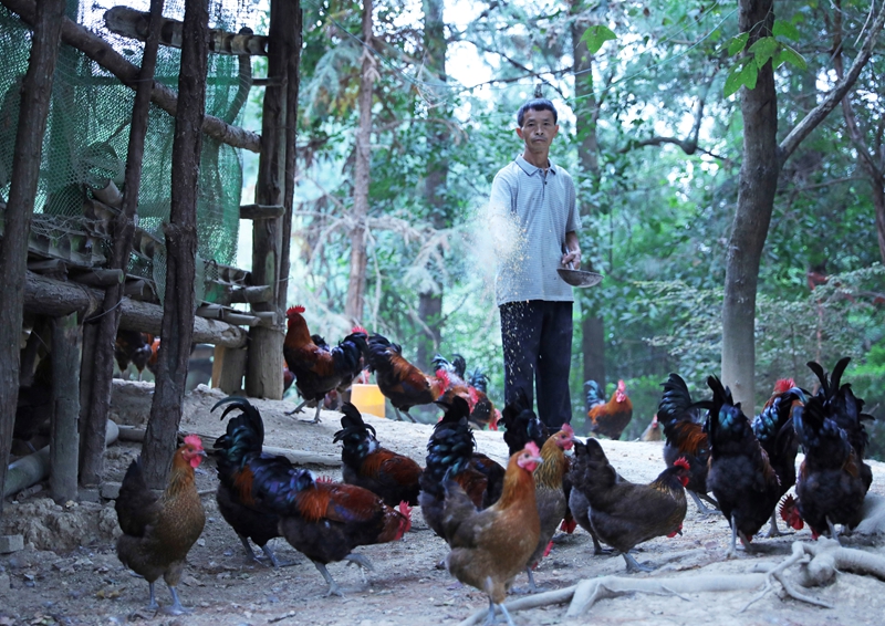 管理員在給雞群投食。岑光柱 攝