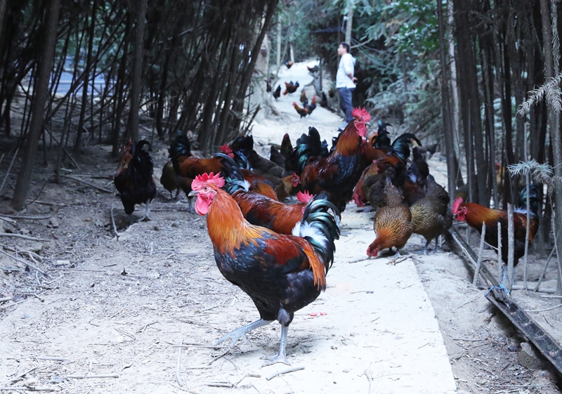 雞群在覓食。岑光柱 攝 (1)