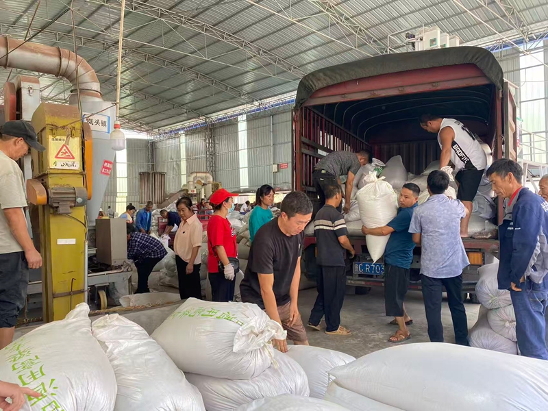 農戶們正在搬運高粱 金莎  攝 (2)