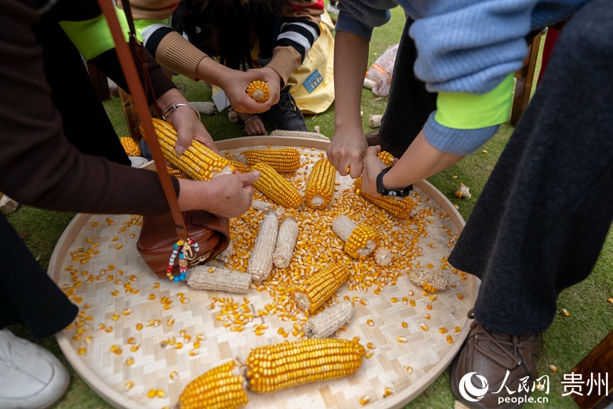 活動現場的剝玉米比賽。人民網記者 涂敏攝
