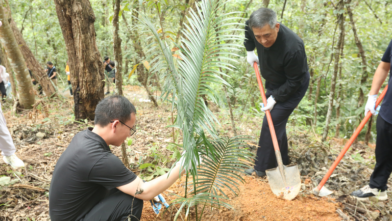 中國特有珍稀瀕危植物叉孢蘇鐵在貴州望謨野外回歸。