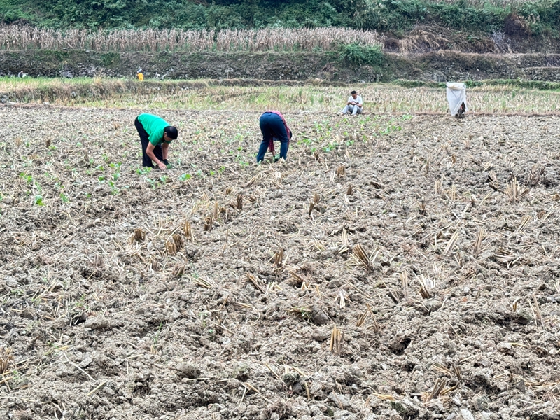 圖為：移栽油菜苗的火熱景象  （胡曉嫻 攝）