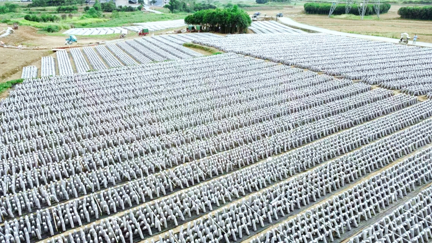 松桃孟溪鎮食用菌產業基地。任濤攝