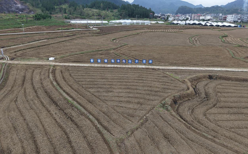 搶抓秋冬種農時機械化助力油菜高效種植。