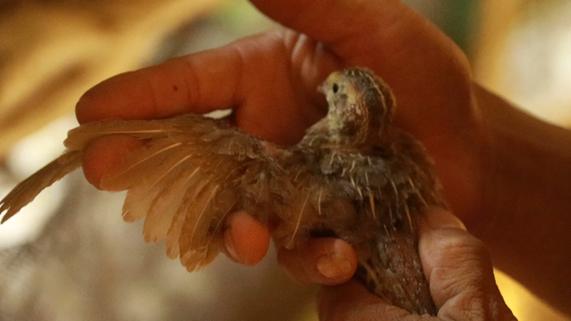 網絡科技賦能養殖業,大山深處駛上智慧快車。