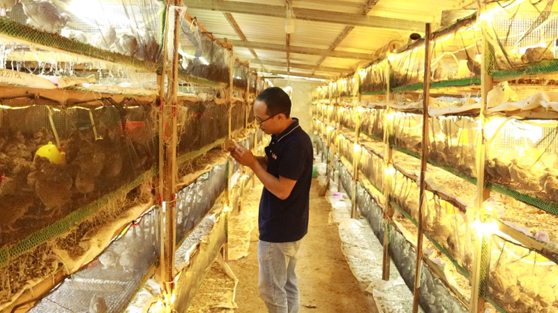 網絡科技賦能養殖業,大山深處駛上智慧快車。