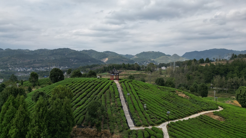 貴州思南：“碾茶”走出茶產(chǎn)業(yè)發(fā)展新路徑 (2).JPG