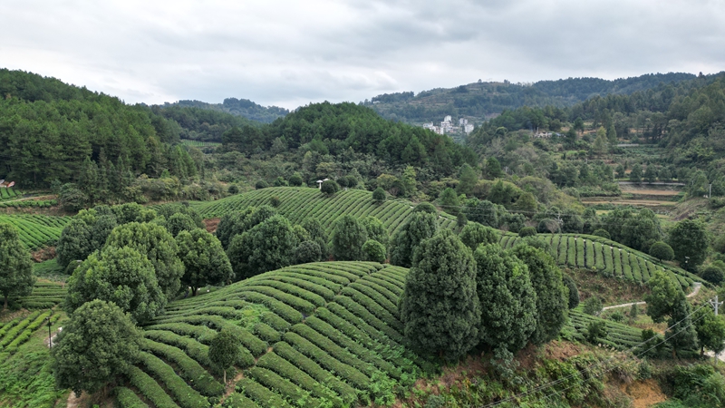 思南“碾茶”走出茶產(chǎn)業(yè)發(fā)展新路徑。