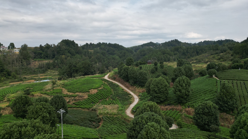 思南“碾茶”走出茶產(chǎn)業(yè)發(fā)展新路徑。