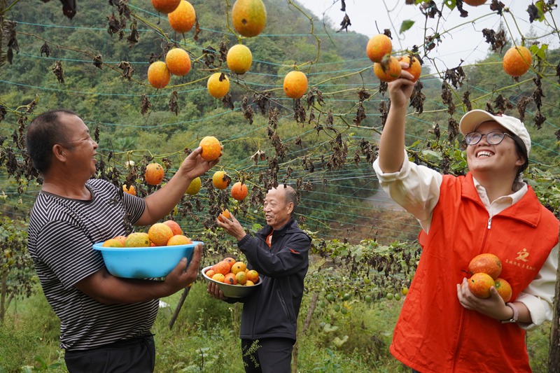 貴州鎮(zhèn)遠：小吊瓜結(jié)出“金瓜籽”  小果實撬動大振興 (1)
