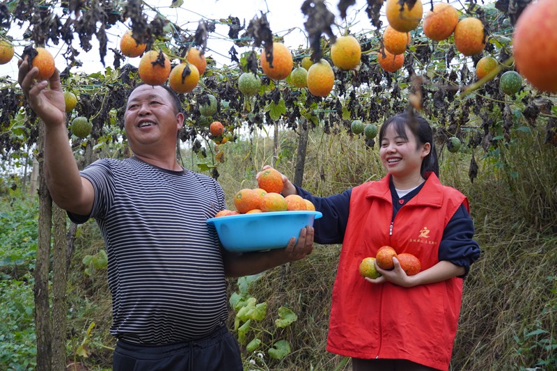 貴州鎮(zhèn)遠：小吊瓜結(jié)出“金瓜籽”  小果實撬動大振興 (2)