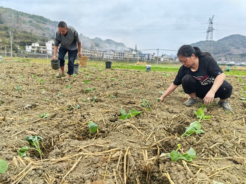 村民們正在移栽油菜。