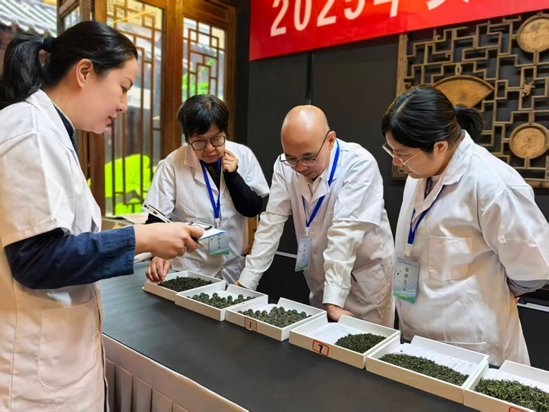 專家對茶樣進行茶樣形狀的評審。