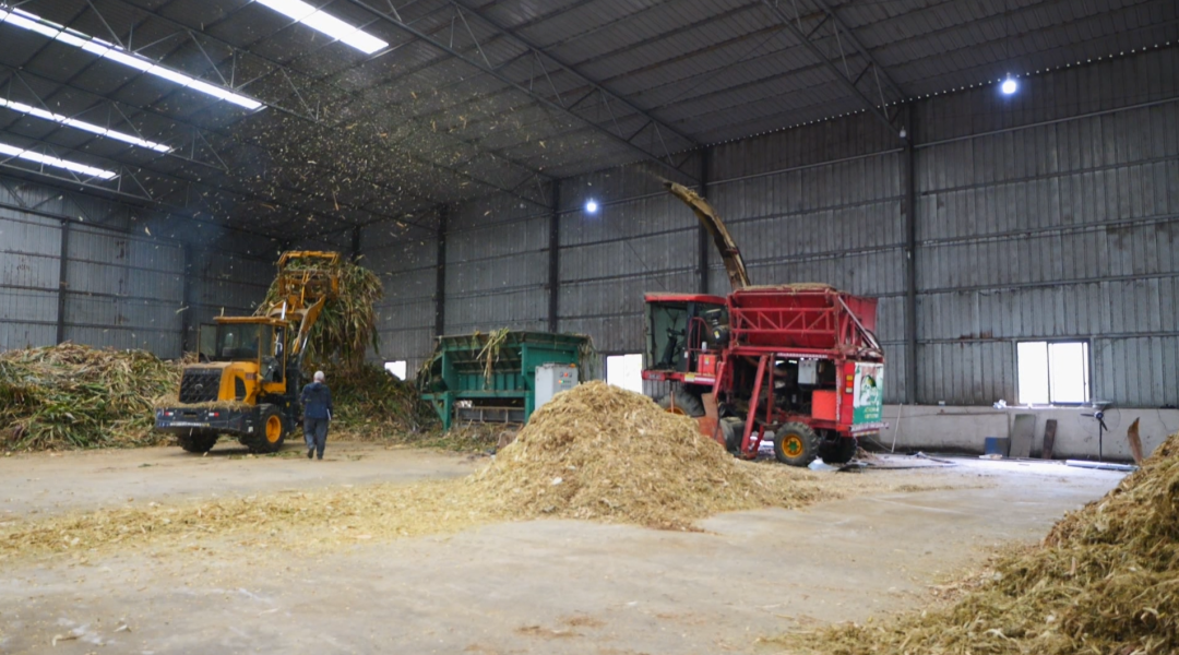 一根小秸稈“鏈”起多方共贏大產業。