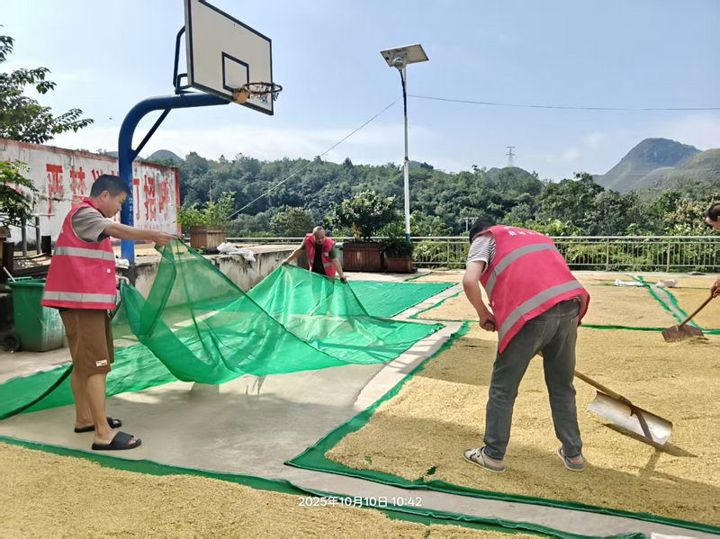 小河村籃球場(chǎng)變“曬谷場(chǎng)”。
