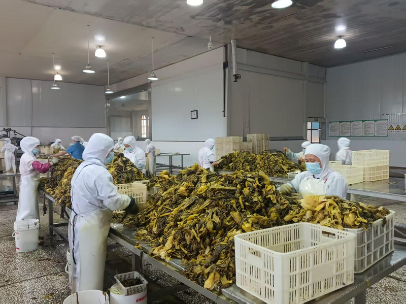 貴州獨山：泡菜企業加工忙 全力沖刺四季度 。