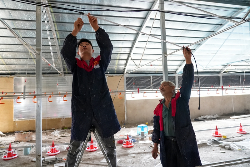 站街鎮(zhèn)林歹村新建的肉雞養(yǎng)殖場內(nèi)工人在安裝燈帶。沈建華 攝.jpg