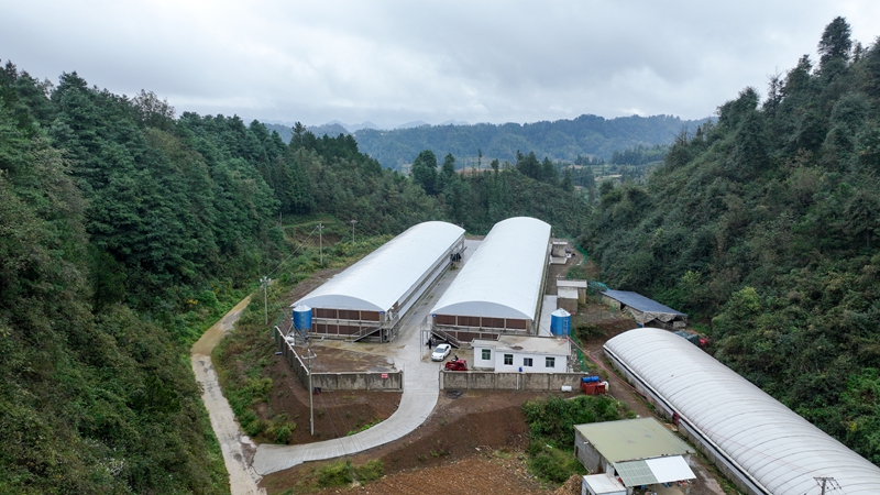 站街鎮平堡村集體肉雞養殖基地。沈建華 攝.jpg