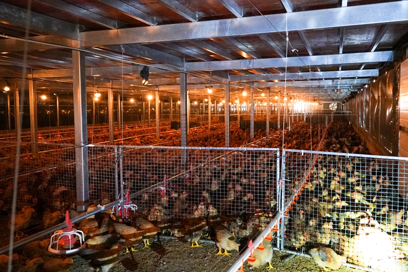 站街鎮平堡村集體肉雞養殖基地養殖的肉雞。沈建華 攝.jpg