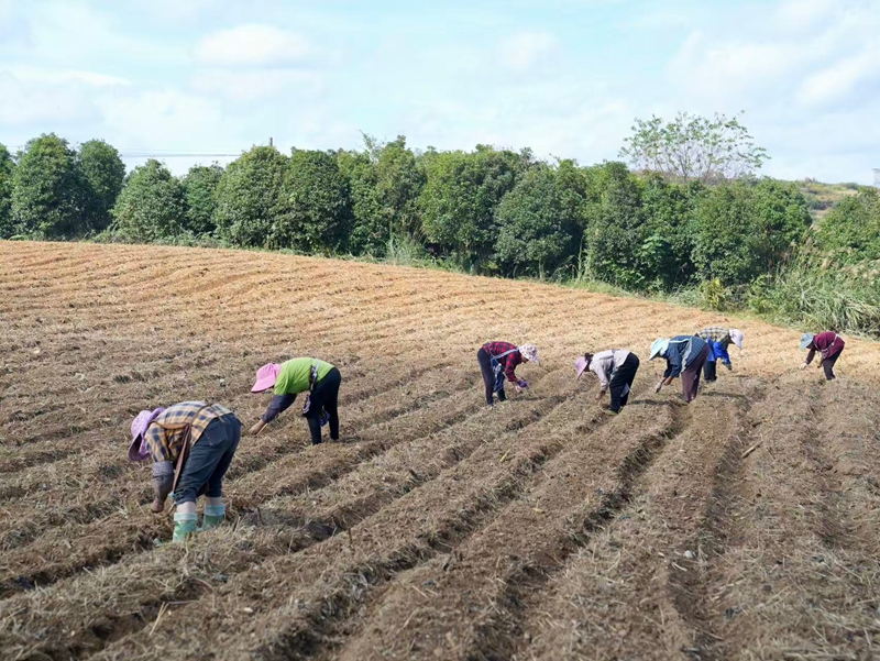 十字鄉九甲村“訂單蘿卜”繪就鄉村振興新畫卷。
