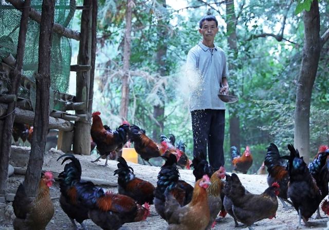 南哨鎮巫虎村的林下養雞產業，是劍河縣探索林下經濟、推動鄉村振興的生動縮影……【詳細】