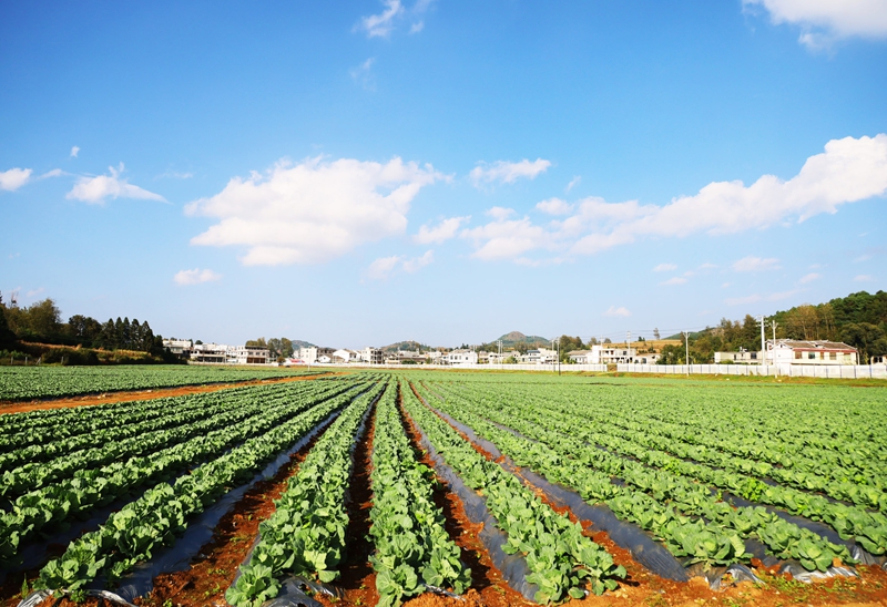 威寧自治縣小海鎮小海社區連片的蔬菜種植基地一角5 (2).JPG