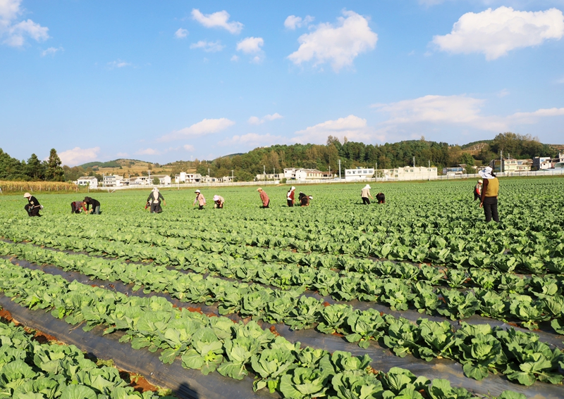 威寧自治縣小海鎮小海社區務工群眾正忙著為蔬菜除草、管護 (2).JPG