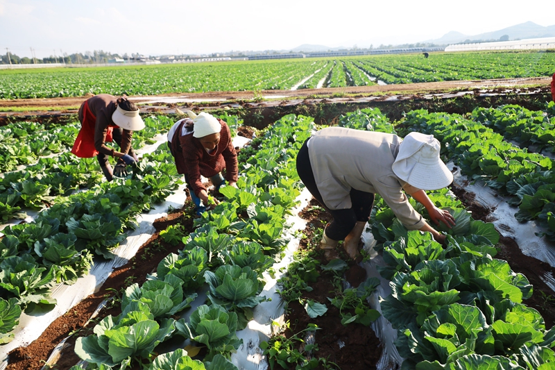 威寧自治縣小海鎮小海社區務工群眾正忙著為蔬菜除草、管護2 (2).JPG