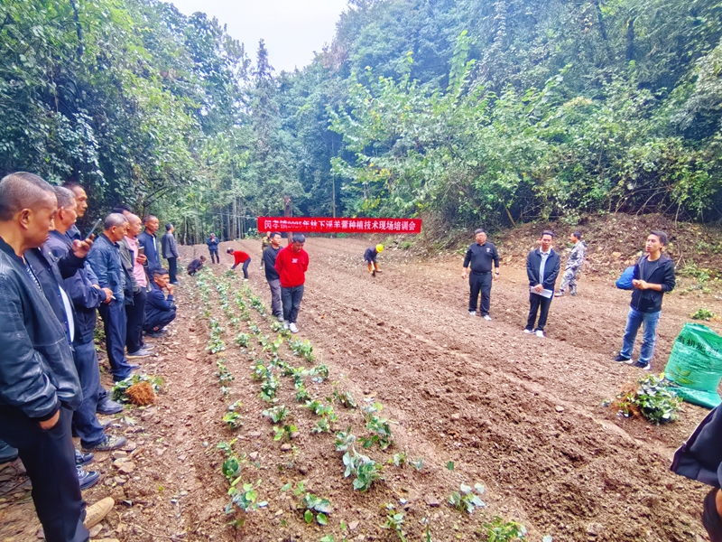 淫羊藿種植技術現場培訓會。.jpg