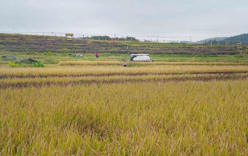 產銷兩旺干勁足。