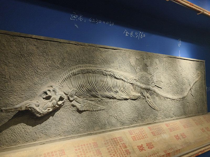 安裝好的化石。