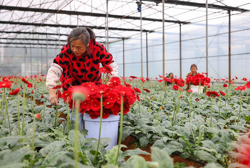 村民在采收非洲菊。 