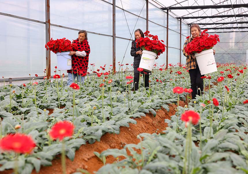 村民在采收非洲菊。 