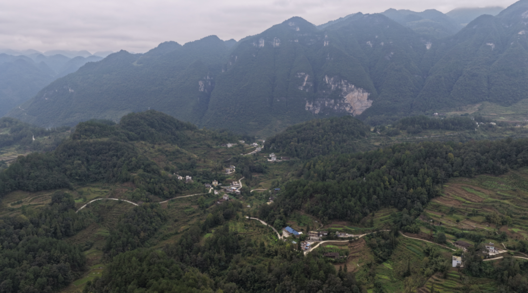 圖為蕉壩鎮(zhèn)新茶村航拍。鄒琴印攝