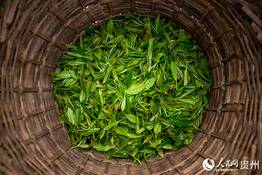 茶簍內剛剛采收的秋茶。人民網記者 涂敏攝