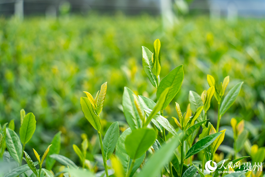 基地內長勢旺盛的茶樹。人民網記者 涂敏攝