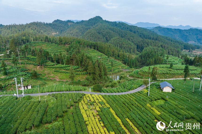 航拍貴州省銅仁市江口縣壩盤(pán)鎮(zhèn)九龍山茶園基地。人民網(wǎng)記者 涂敏攝