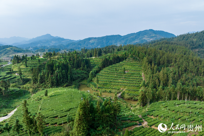 航拍貴州省銅仁市江口縣壩盤鎮(zhèn)九龍山茶園基地。人民網(wǎng)記者 涂敏攝