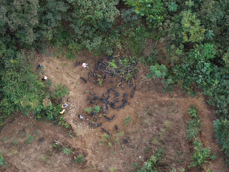 圖為養(yǎng)殖戶在林間投喂藏香豬
