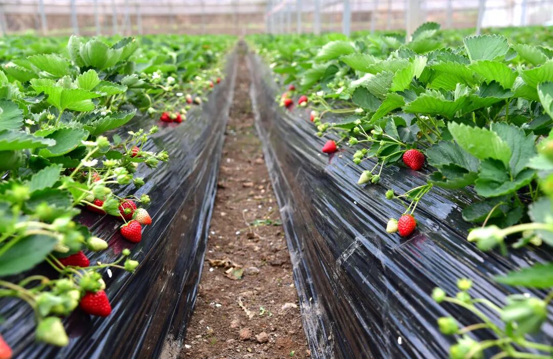 草莓棚里,成熟的草莓依次排開。