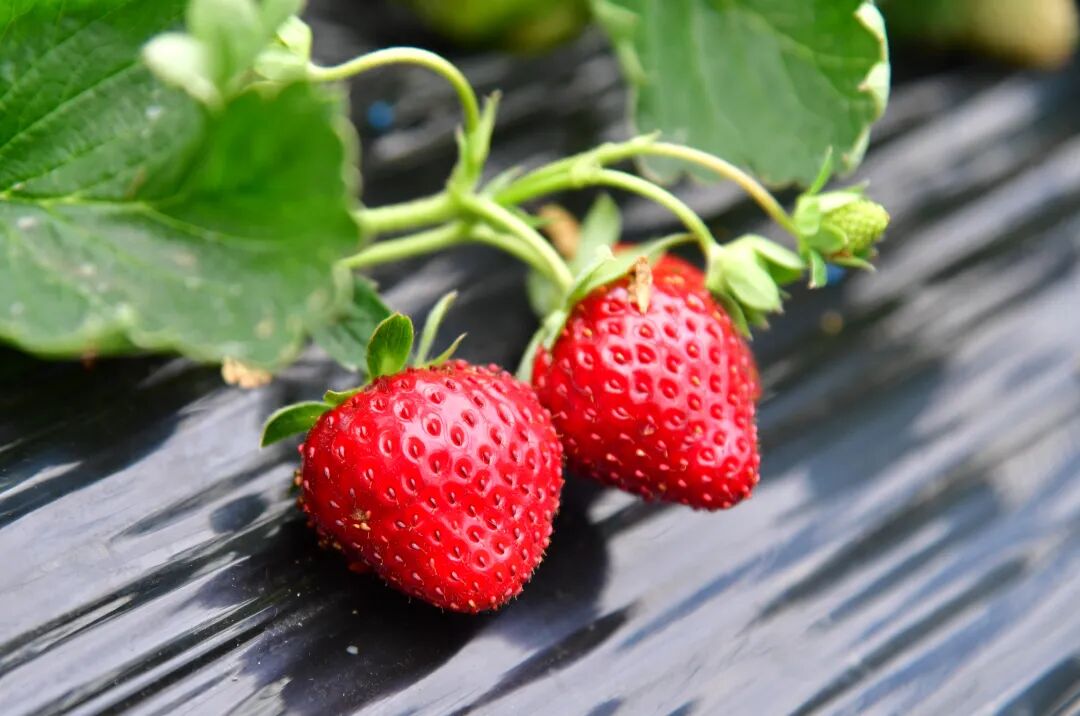 每顆草莓色澤飽滿。