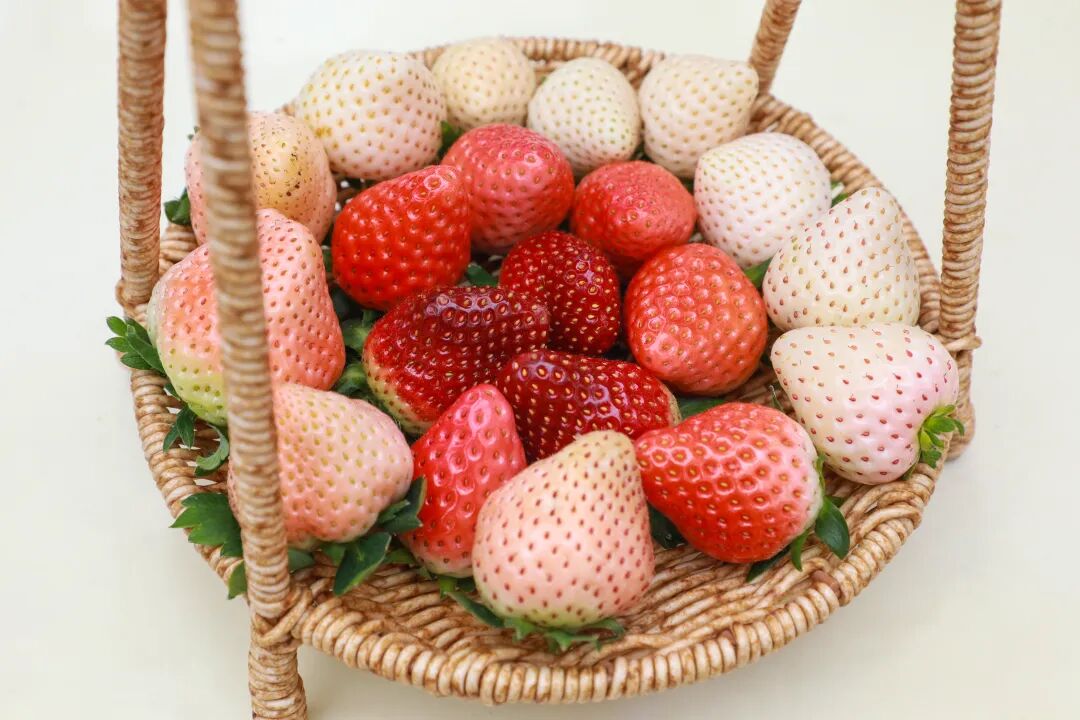多口味草莓齊聚。