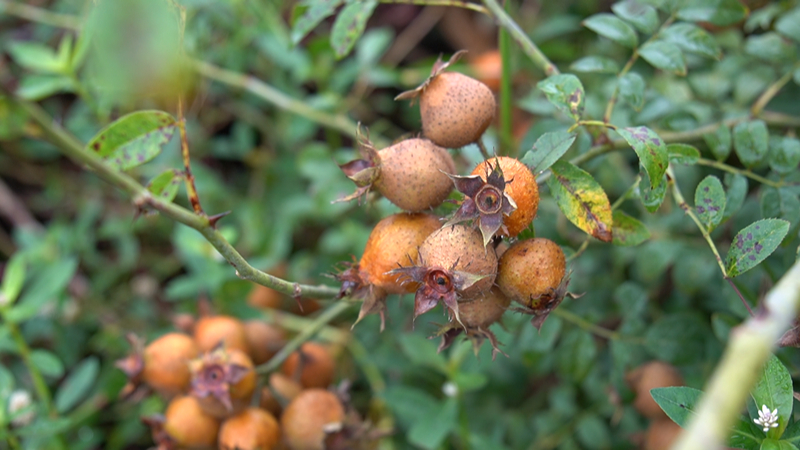 安順經開區金刺梨進入采收季。