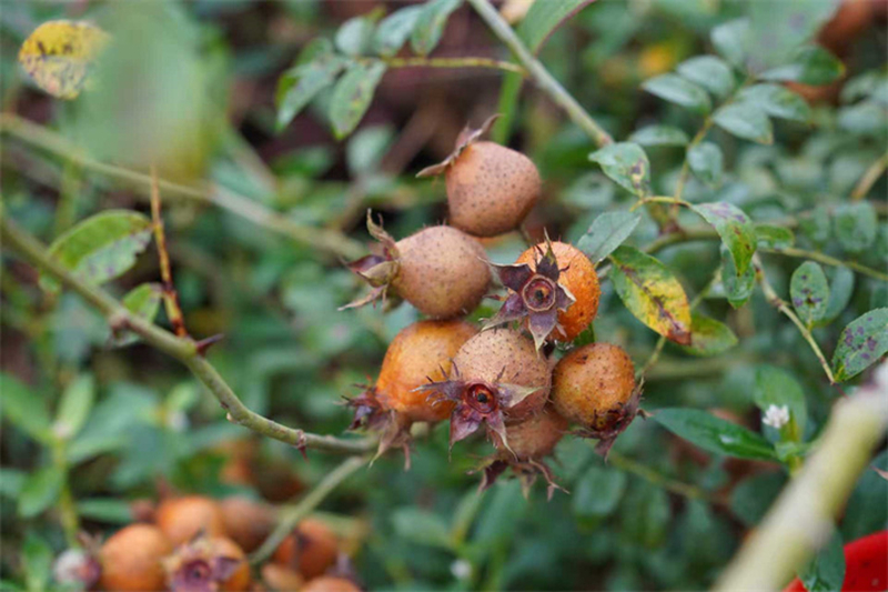 吃干榨凈 安順構建金刺梨全產業鏈。